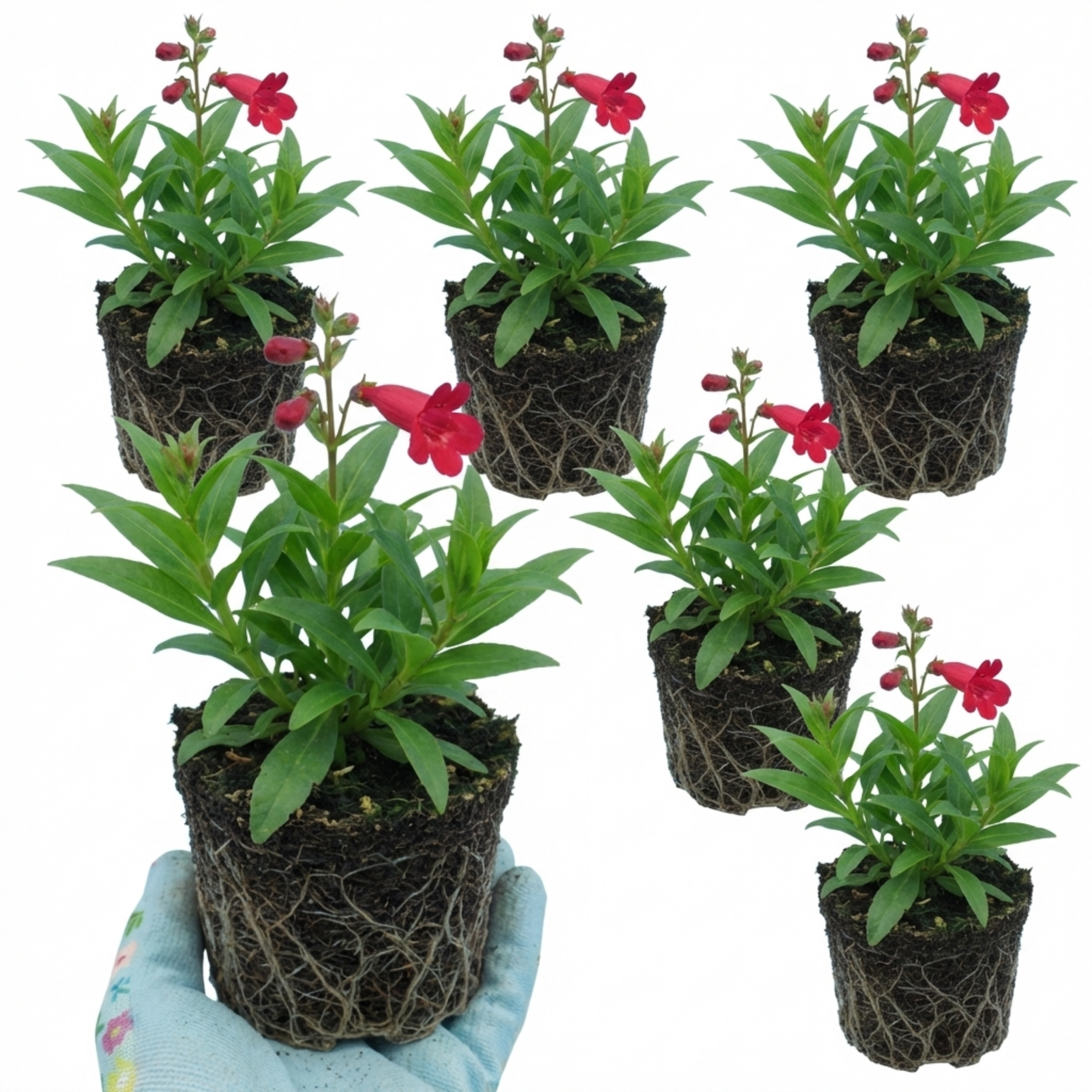 Penstemon ‘Red’ — Semi-evergreen Herbaceous Perennial, Bee-Friendly, 1L Pot (Set of 3 or 6)