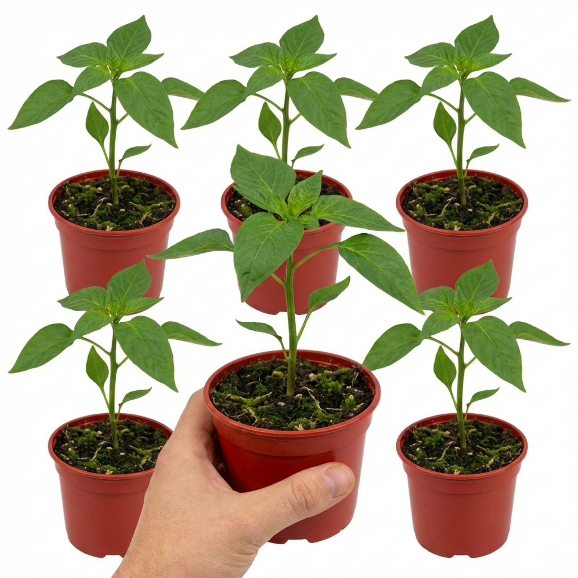 Sweet Pepper 'Thor' — Edible Annual, 10.5cm Pot (Set of 3 or 6)