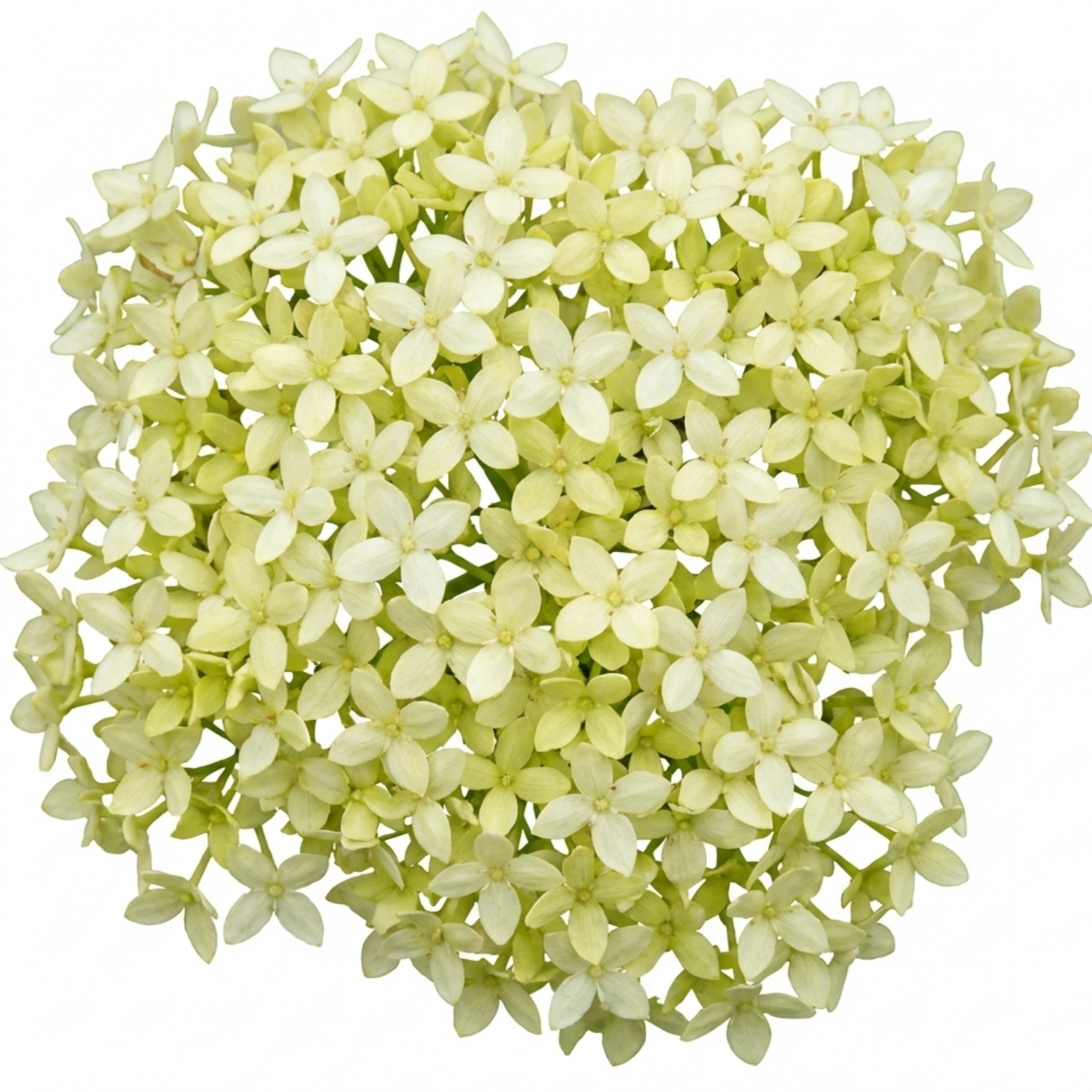 Cornus ‘Flaviramea’ — Hardy Deciduous Shrub, Bee-Friendly, 3L Pot