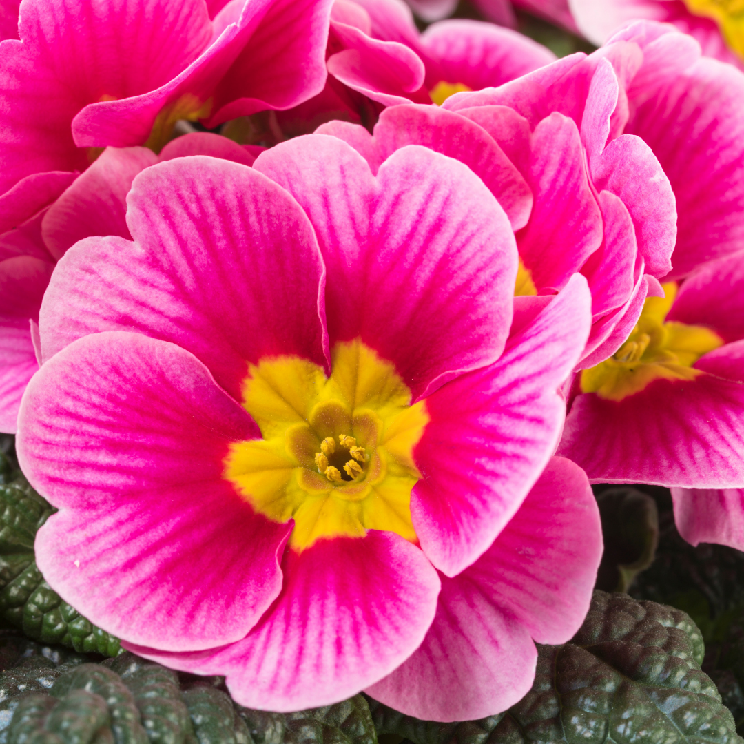 Primrose ‘Appleblossom’ — Hardy Perennial, Bee-Friendly, 10.5cm Pot