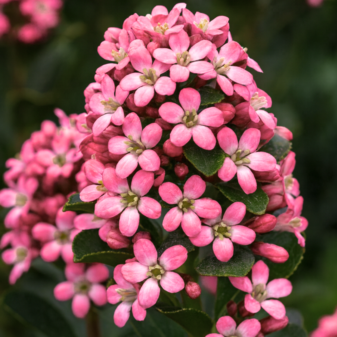 Escallonia ‘Pink Elle’ — Hardy Shrub, 3L Pot