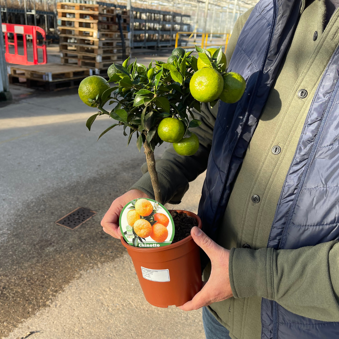 Mini Clementine Tree (Citrus × clementina) — Tender Evergreen Fruit Tree, 15cm Pot