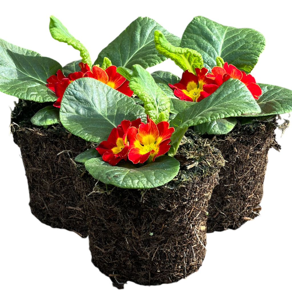Primrose ‘Red’ — Hardy Perennial, Bee-Friendly, 10.5cm Pot