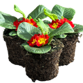 Primrose ‘Red’ — Hardy Perennial, Bee-Friendly, 10.5cm Pot