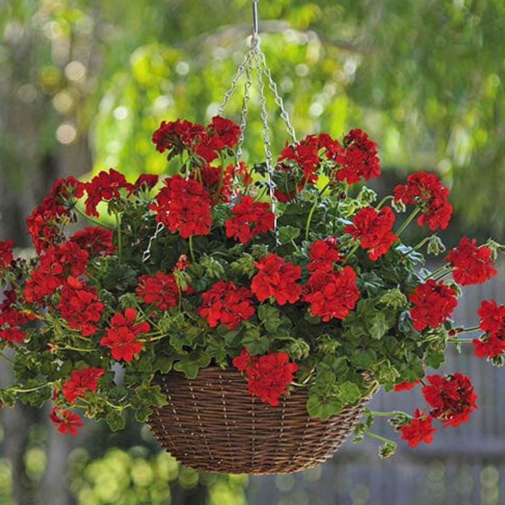 Geranium ‘Sunflair Ruben’ — Hardy Perennial, 10.5cm Pot