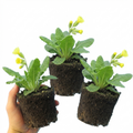 Primula veris 'Pure Yellow' — Cowslip, Hardy Perennial, Bee-Friendly, 1L Pot (Set of 3 or 6)