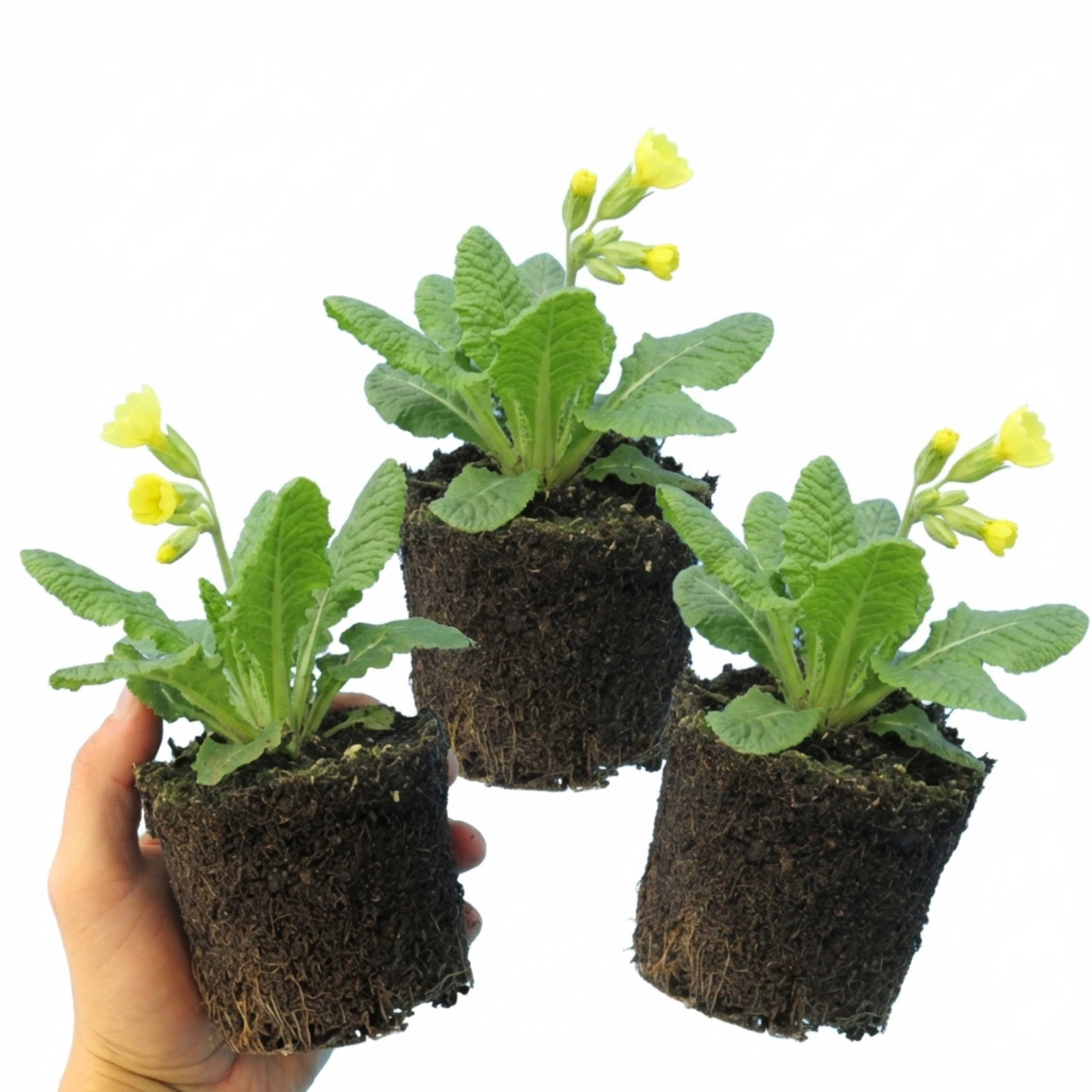 Primula veris 'Pure Yellow' — Cowslip, Hardy Perennial, Bee-Friendly, 1L Pot (Set of 3 or 6)