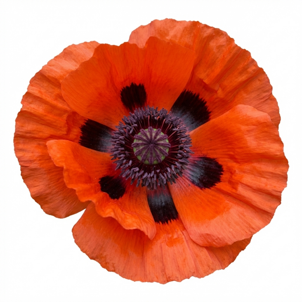 Papaver ‘Brilliant’ — Hardy Perennial, Bee-Friendly, 1L Pot (Set of 3 or 6)