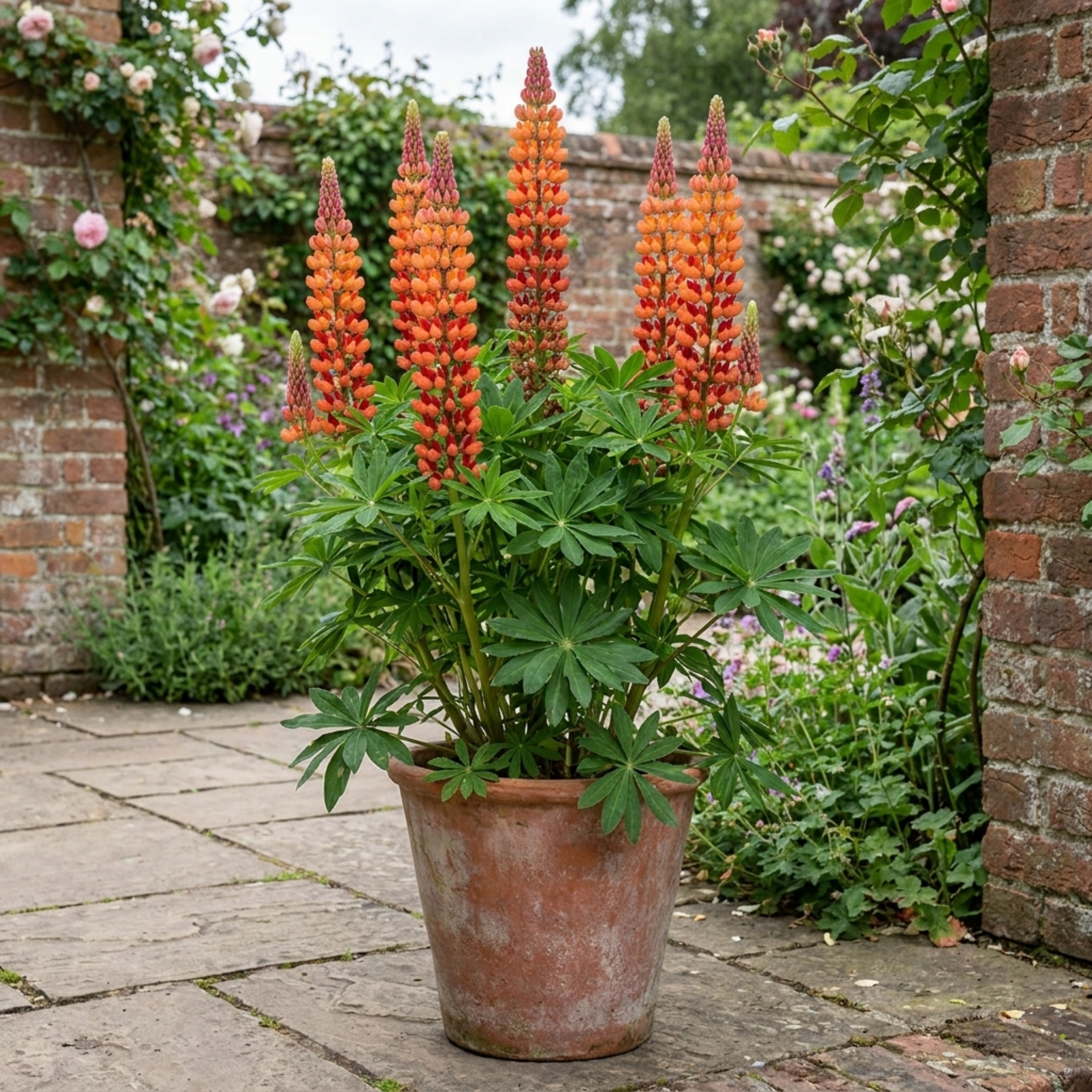 Lupin ‘Gladiator’ — Hardy Perennial, Bee-Friendly, 19cm Pot