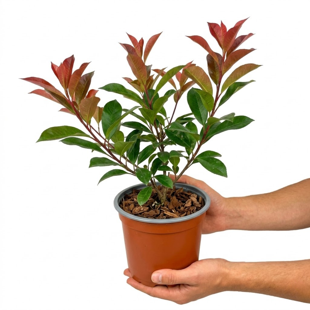 Photinia ‘Red Robin’ — Hardy Shrub, 2L Pot