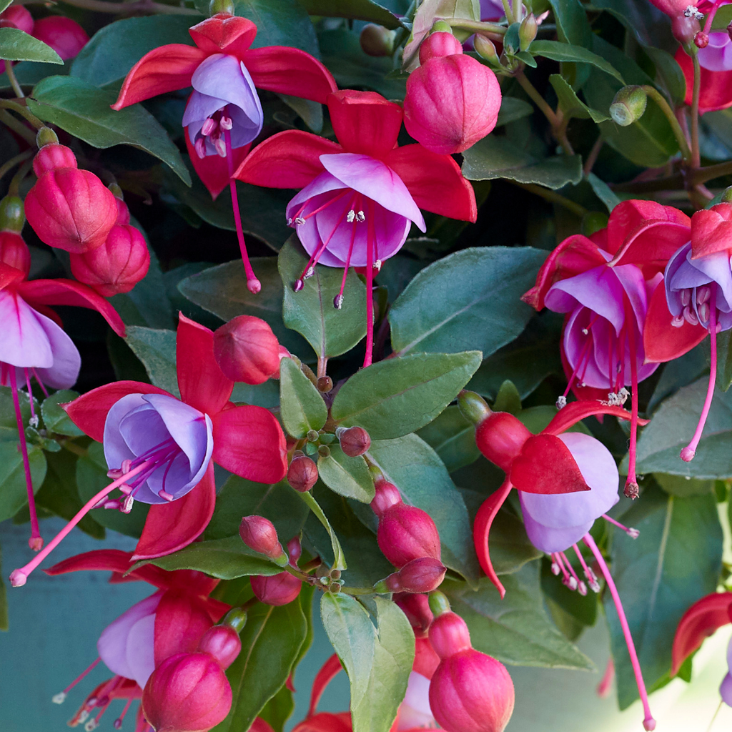 Fuchsia ‘Lydia’ — Patio Fuchsia (semi-tender perennial), Bee-Friendly, 10.5cm Pot (Set of 3 or 6)