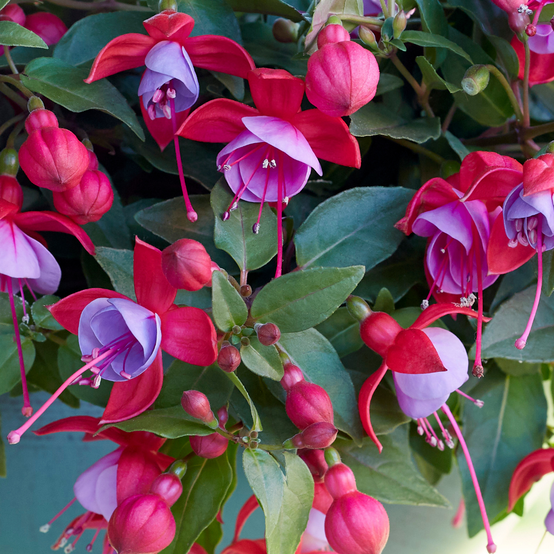 Fuchsia ‘Lydia’ — Patio Fuchsia (semi-tender perennial), Bee-Friendly, 10.5cm Pot (Set of 3 or 6)