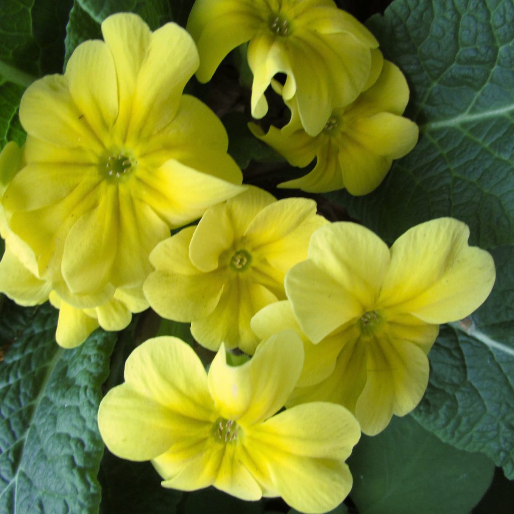 Primrose ‘Yellow’ — Hardy Perennial, Bee-Friendly, 10.5cm Pot