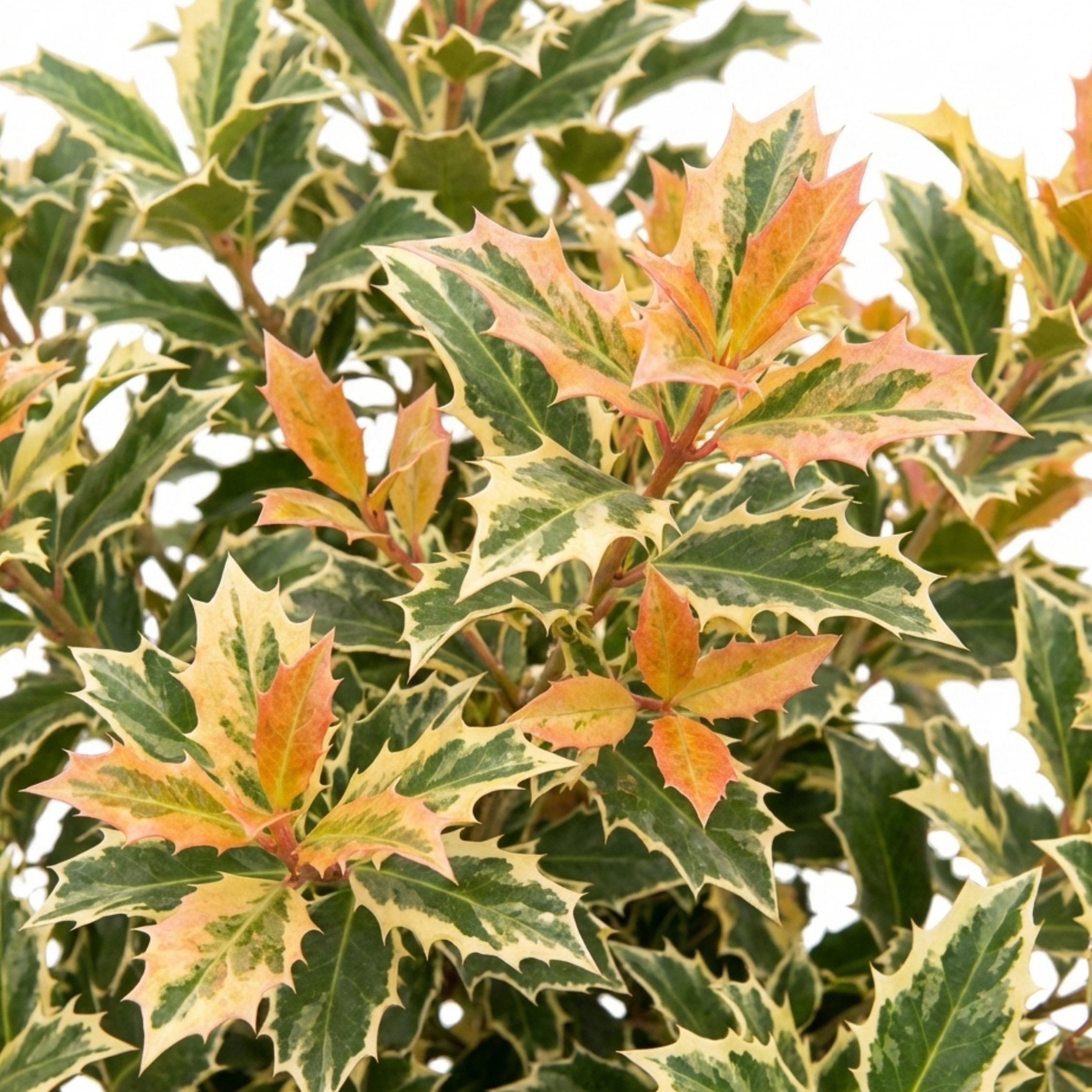 Osmanthus ‘Goshiki Variegated’ — Evergreen Shrub, Bee-Friendly, 19cm Pot