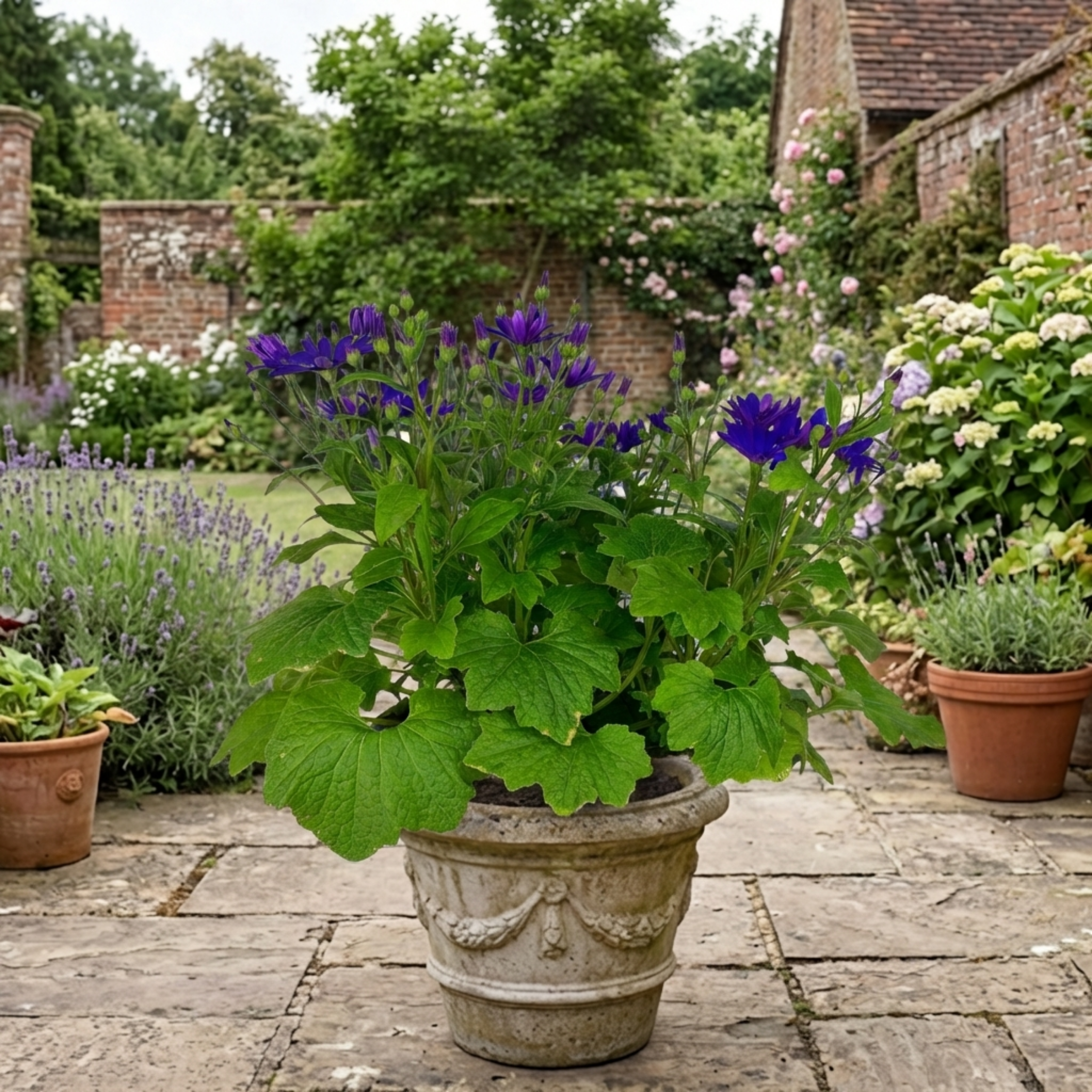 Senetti ‘Kobalt Blue Flowering’ — Bedding Plant, Bee-Friendly, 6.5L Pot