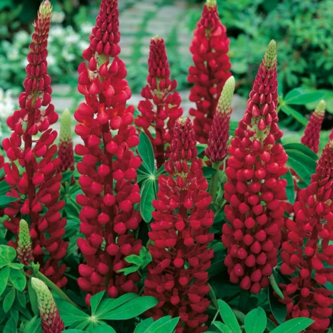 Lupin ‘Legendary Red Shades’ — Hardy Perennial, Bee-Friendly, 2L Pot