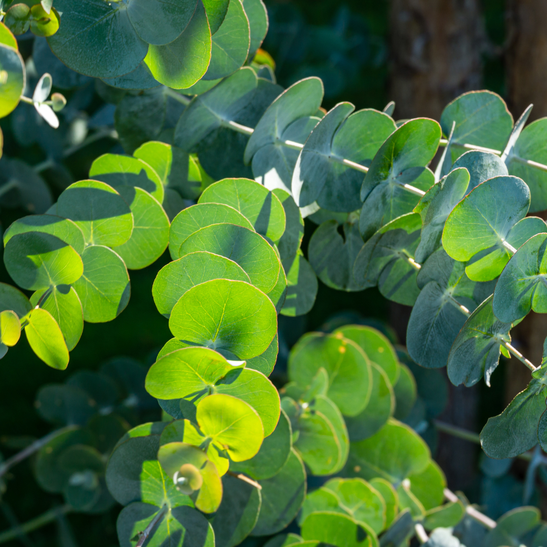 Eucalyptus ‘Gunnii’ — Hardy Perennial, 3L Pot