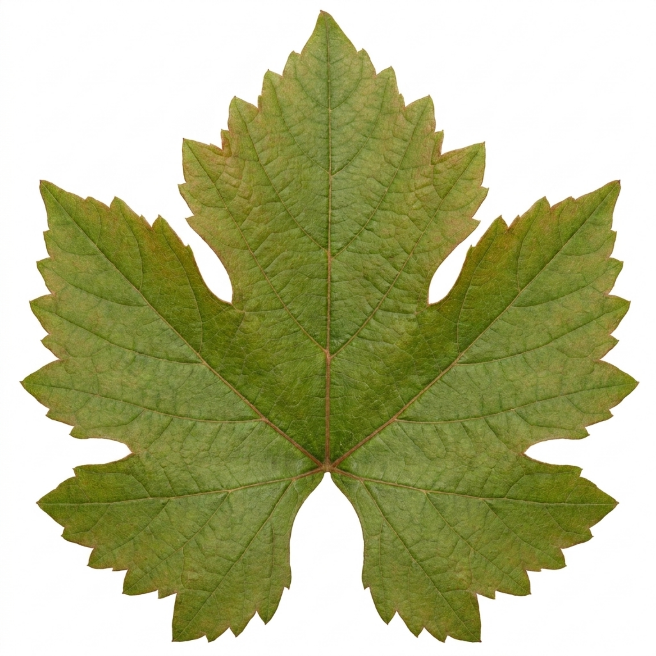 Vitis ‘Strawberry Wine Grape Vine’ — Hardy Deciduous Climbing Vine, 3L Pot