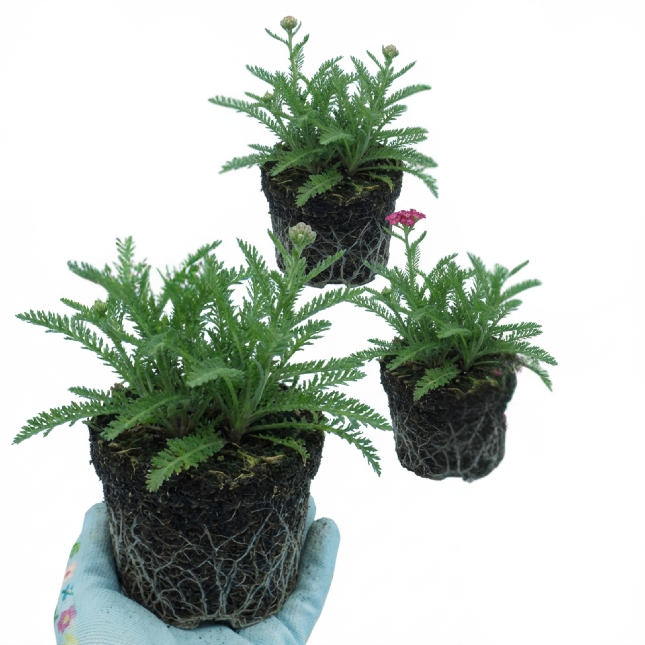 Achillea ‘Millefolium Cerise Queen’ — Hardy Perennial, Bee-Friendly, 1L Pot (Set of 3 or 6)
