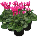 Cyclamen ‘Bicolour Pink Flame’ — Hardy Perennial, 1L Pot