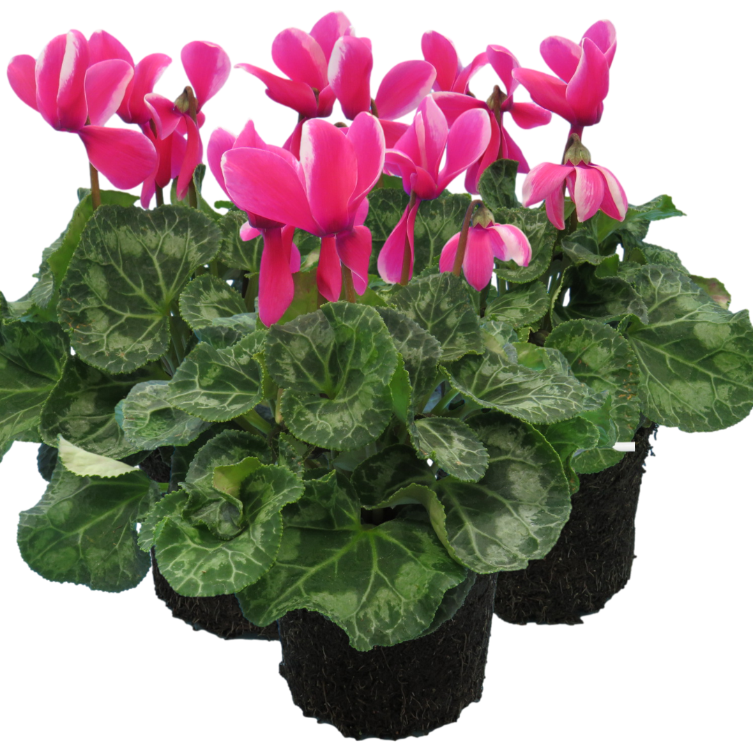 Cyclamen ‘Bicolour Pink Flame’ — Hardy Perennial, 1L Pot