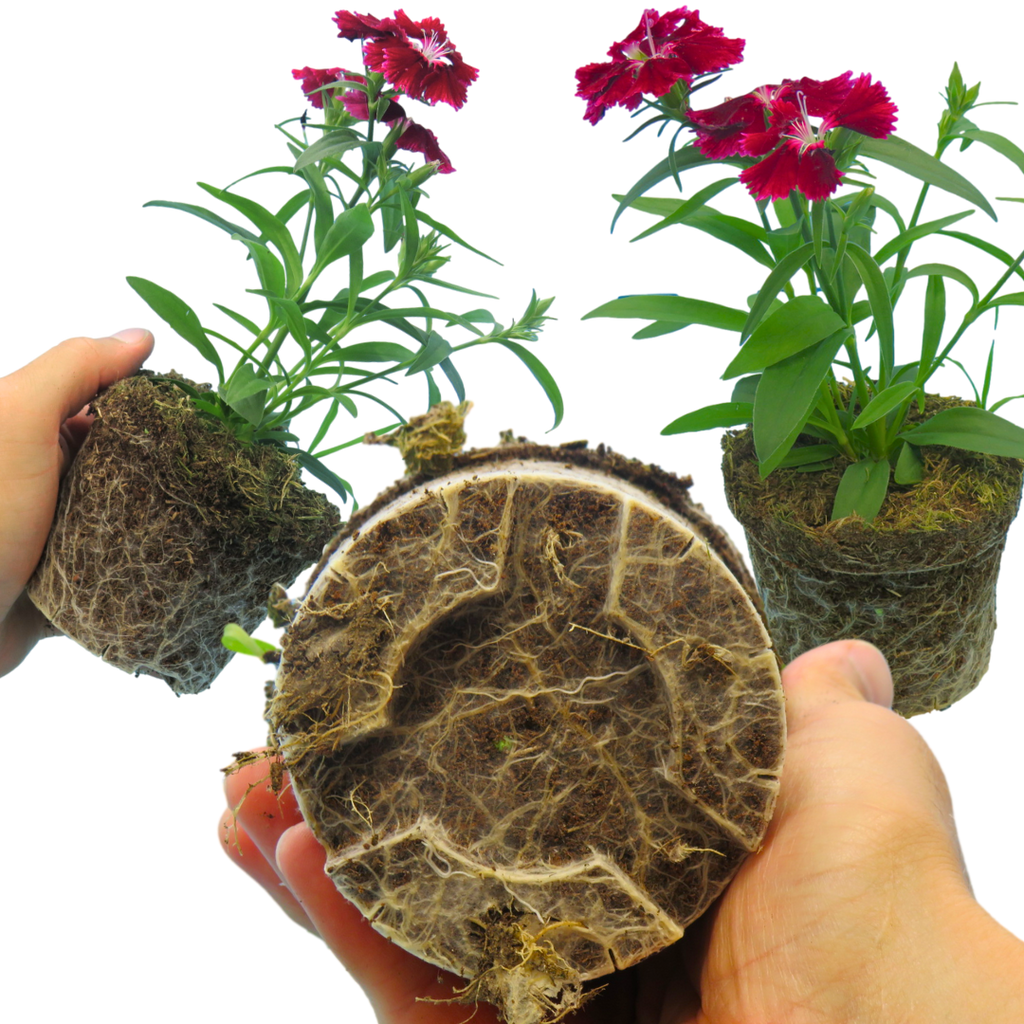 Dianthus ‘Festival Deep Red’ — Hardy Short-Lived Perennial (often grown as biennial), Bee-Friendly, 10.5cm Pot (Set of 3 or 6)