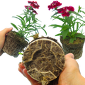Dianthus ‘Festival Deep Red’ — Hardy Short-Lived Perennial (often grown as biennial), Bee-Friendly, 10.5cm Pot (Set of 3 or 6)