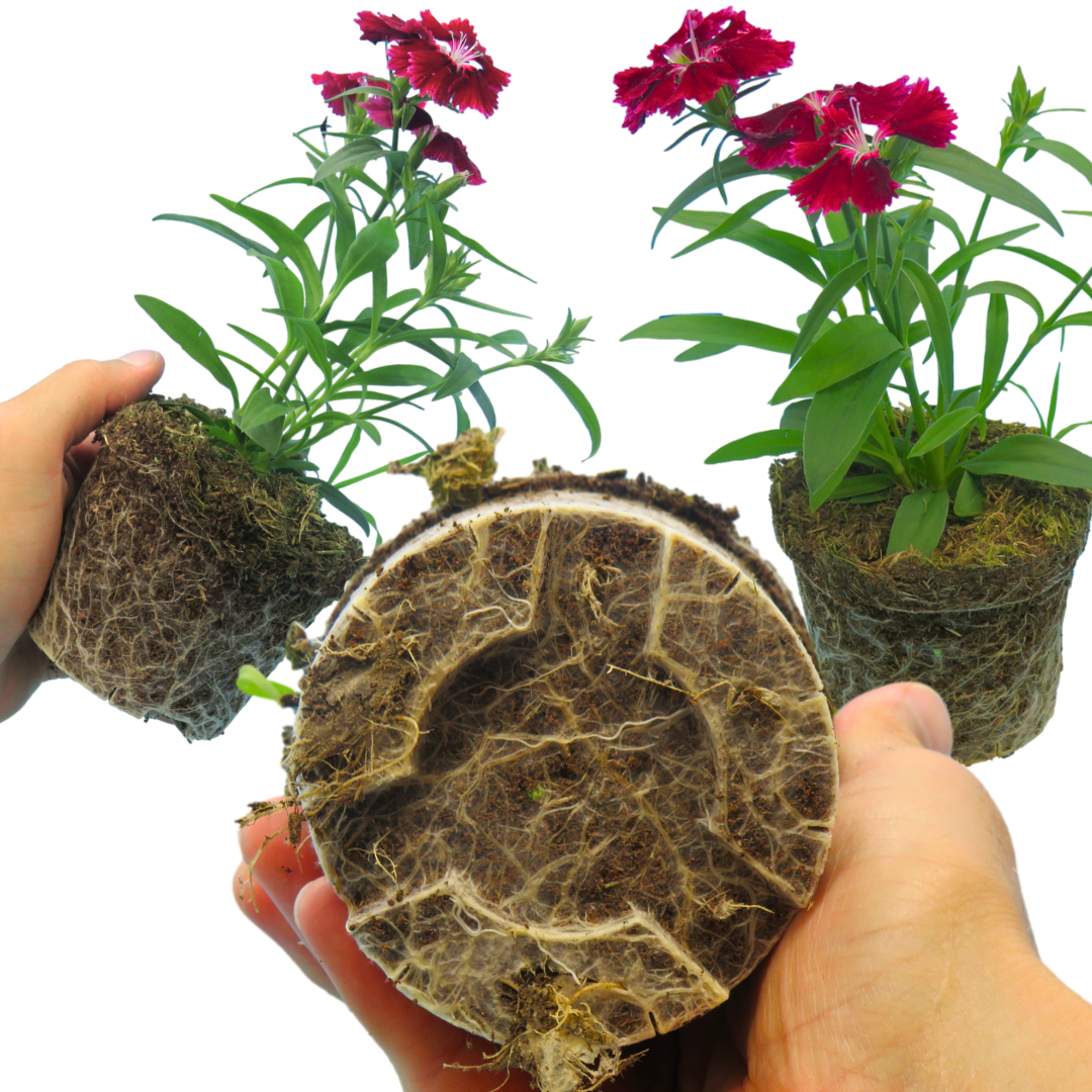 Dianthus ‘Festival Deep Red’ — Hardy Short-Lived Perennial (often grown as biennial), Bee-Friendly, 10.5cm Pot (Set of 3 or 6)