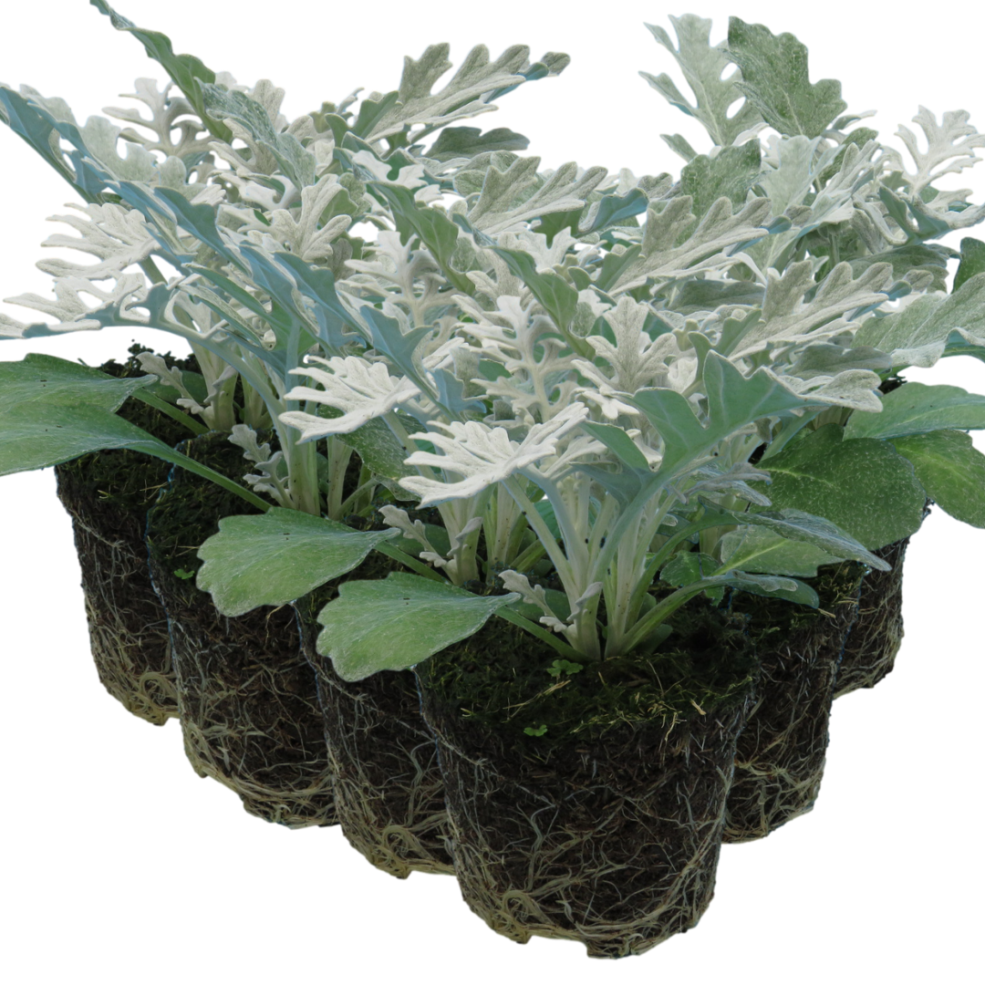 Cineraria ‘Silver dust’ — Half-Hardy Foliage Annual, 10.5cm Pot (Set of 3 or 6)