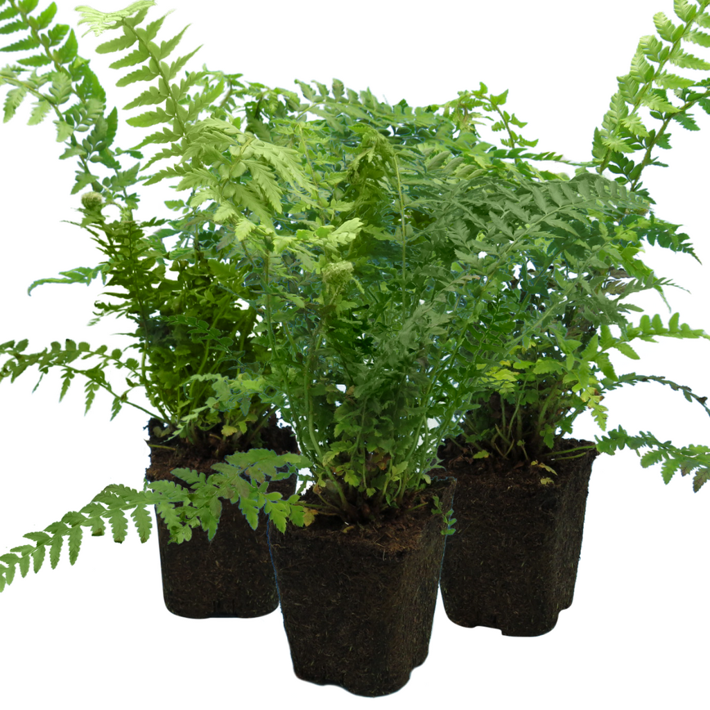 Dryopteris ‘Male Fern’ — Hardy Deciduous Fern, 1L Pot (Set of 3 or 6)