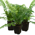 Dryopteris ‘Male Fern’ — Hardy Deciduous Fern, 1L Pot (Set of 3 or 6)