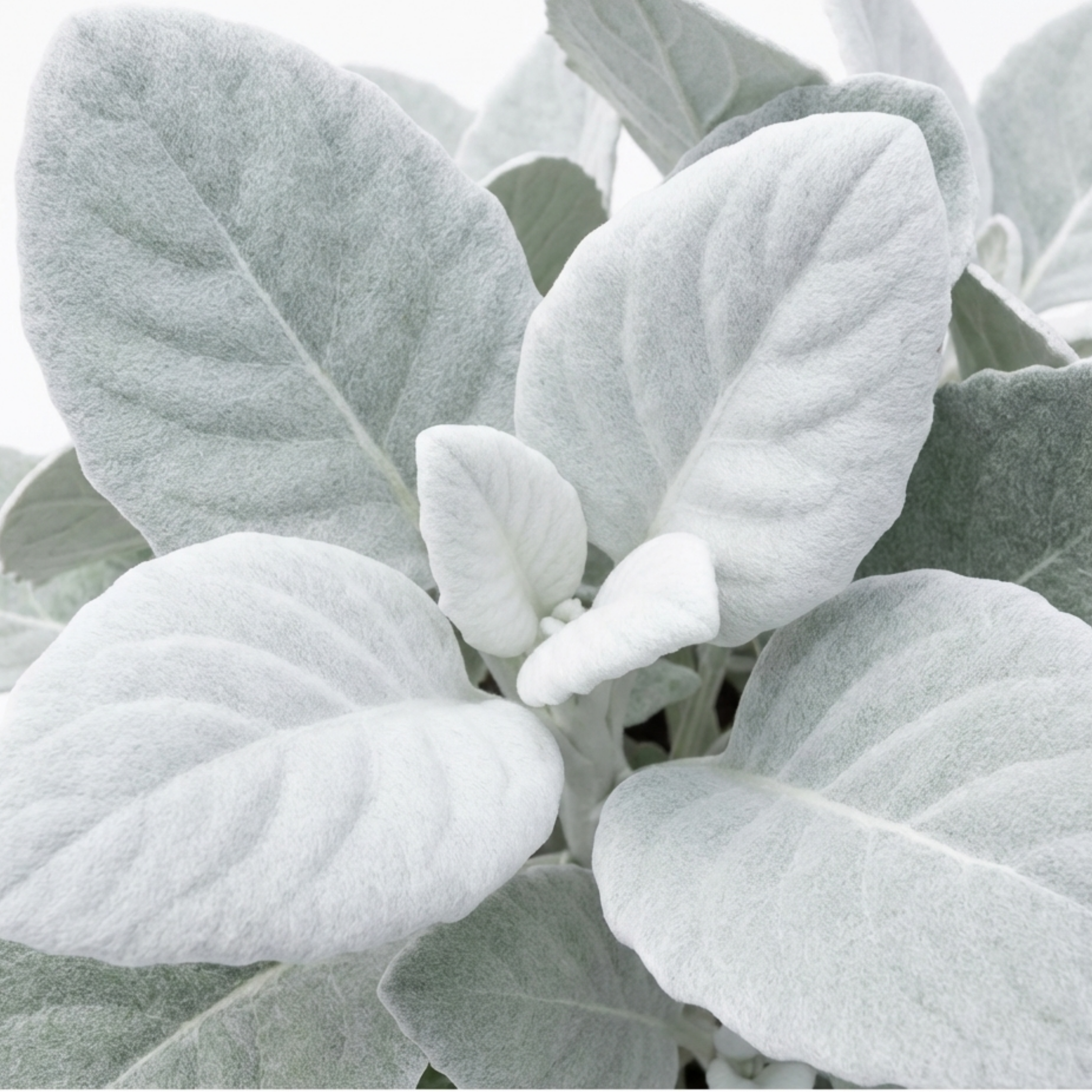 Senecio ‘Angel Wings Silver Leaf’ — Evergreen Perennial, 23cm Pot