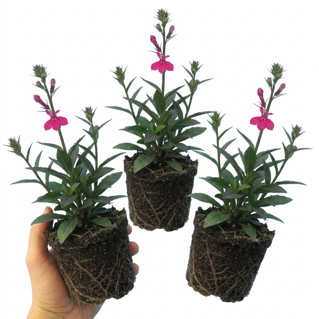 Lobelia ‘Starship Deep Rose’ — Hardy Herbaceous Perennial, Bee-Friendly, 1L Pot (Set of 3 or 6)