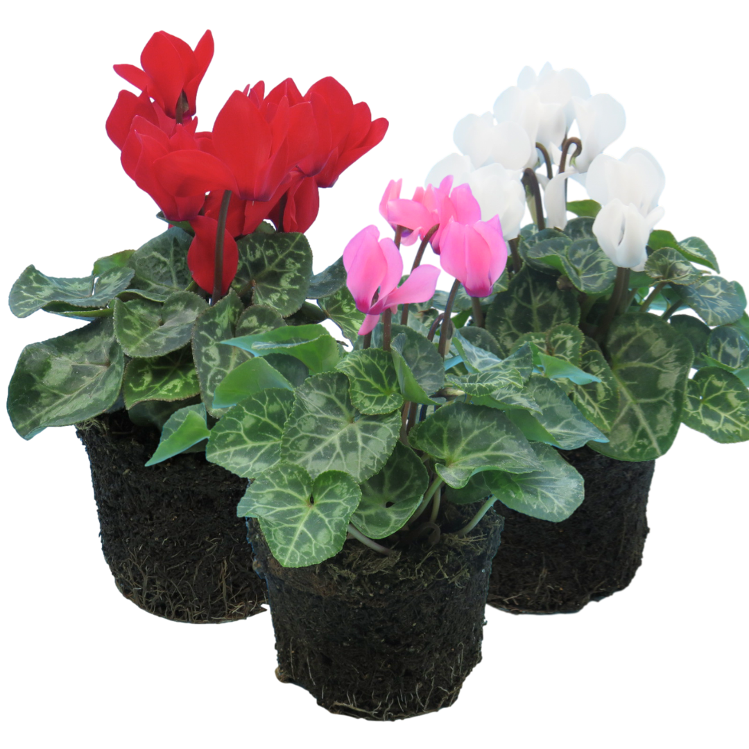 Cyclamen 'Growers Selection' — Tender Pot Plant Mix, 10.5cm Pot (Set of 3)