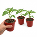Sweet ‘Pepper Snack Yellow’ — Tender Annual Vegetable, 10.5cm Pot (Set of 3 or 6)