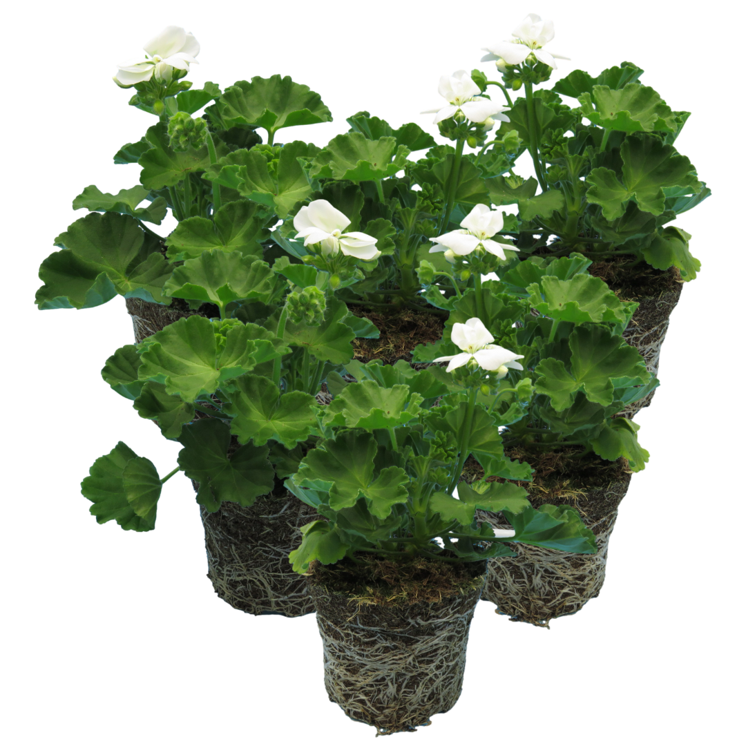 Pelargonium ‘White’ — Tender Perennial (grown as bedding), Bee-Friendly, 1L Pot (Set of 3 or 6)