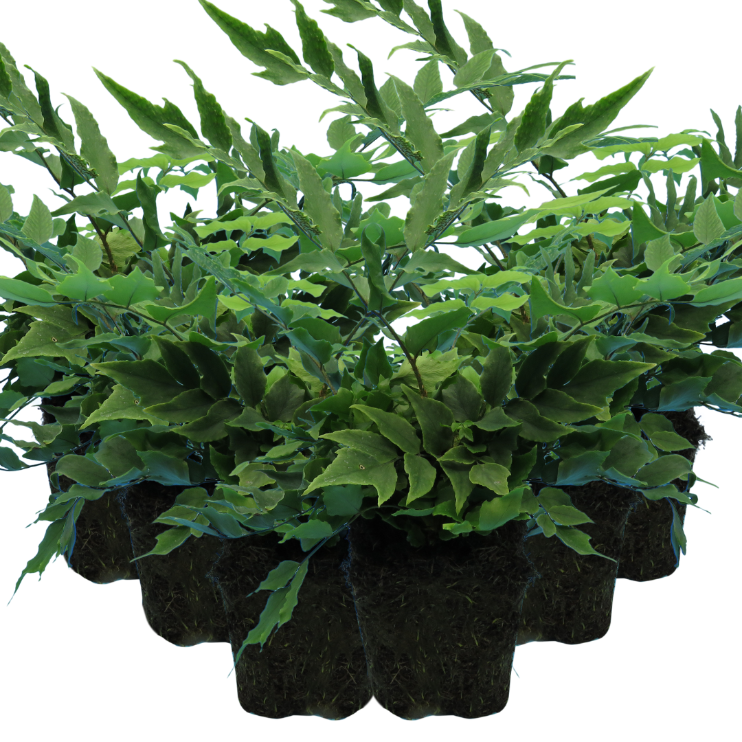 Polystichum ‘Brauns Holly Fern’ — Hardy Evergreen Fern, 1L Pot (Set of 3 or 6)