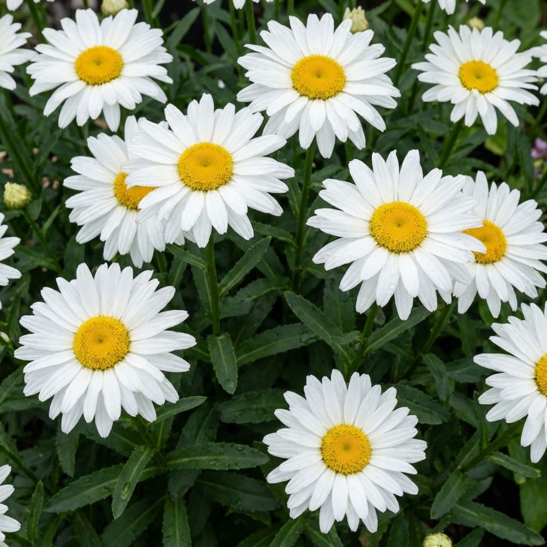 Leucanthemum ‘Madonna White Shasta Daisy’ — Herbaceous Perennial, Bee-Friendly, 11cm Pot (Set of 3 or 6)