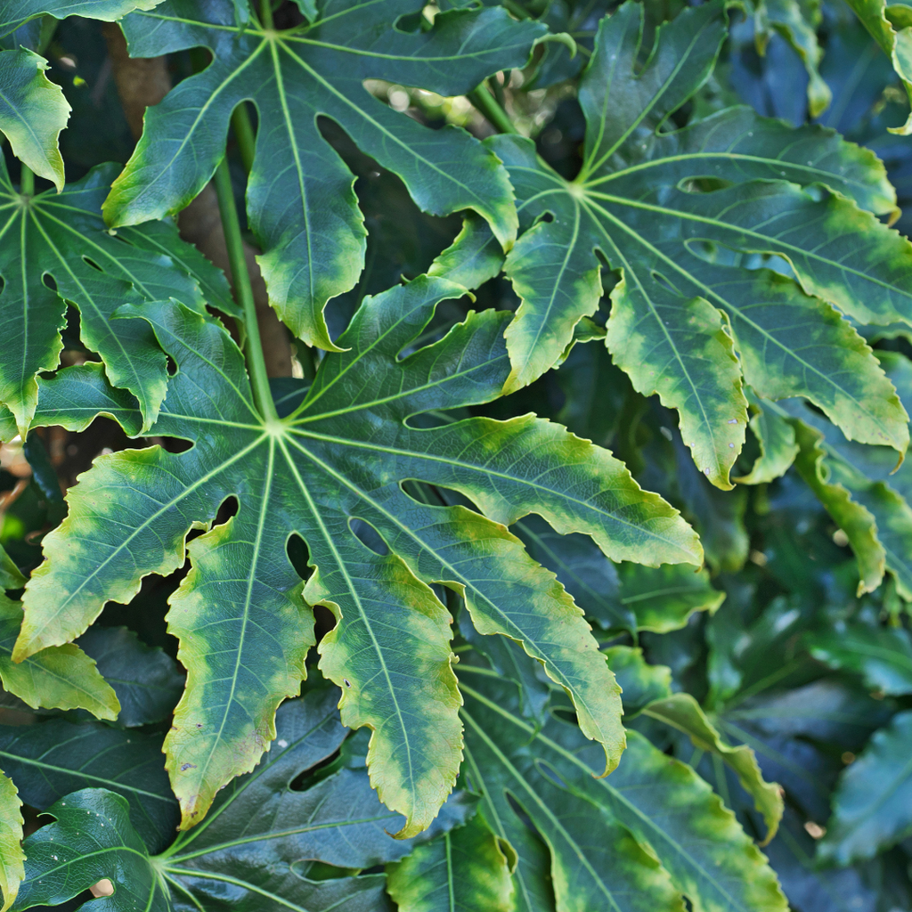 Fatsia ‘Camouflage’ — Hardy Perennial, 3L Pot