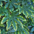 Fatsia ‘Camouflage’ — Hardy Perennial, 3L Pot