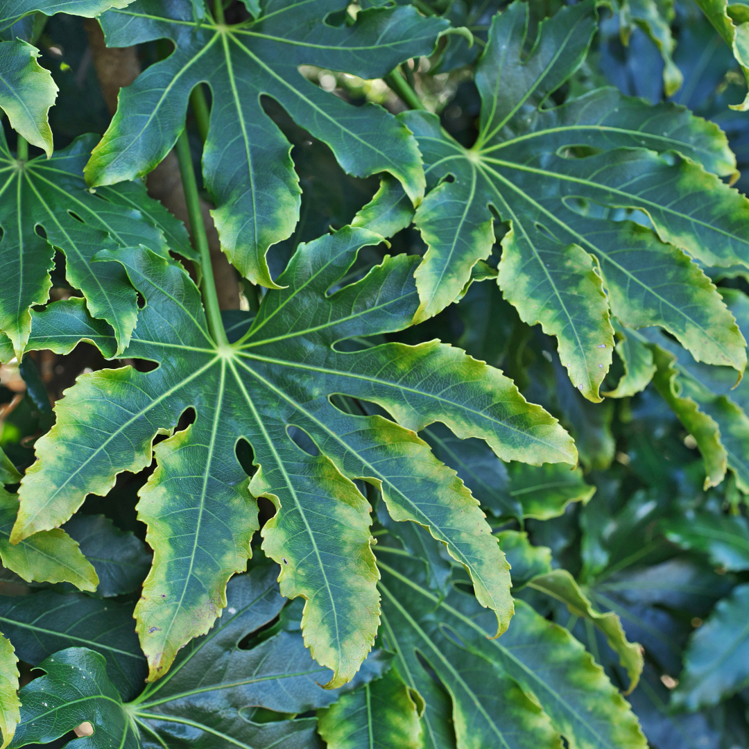 Fatsia ‘Camouflage’ — Hardy Perennial, 3L Pot