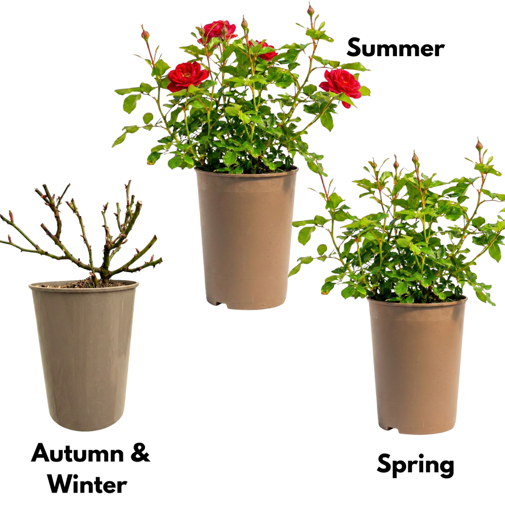 Rose 'Red Bush' — Deciduous Shrub, Bee-Friendly, 3L Pot