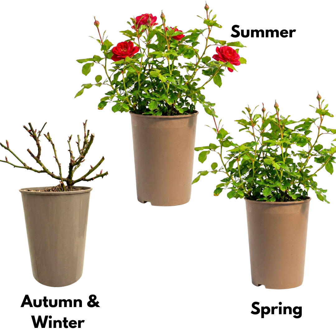 Rose 'Red Bush' — Deciduous Shrub, Bee-Friendly, 3L Pot