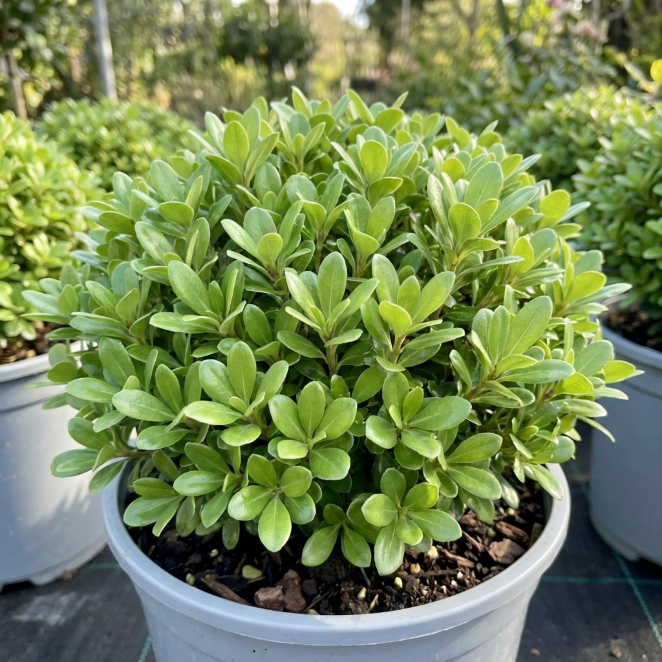 Pittosporum ‘Golf Ball’ — Evergreen Shrub, 3L Pot