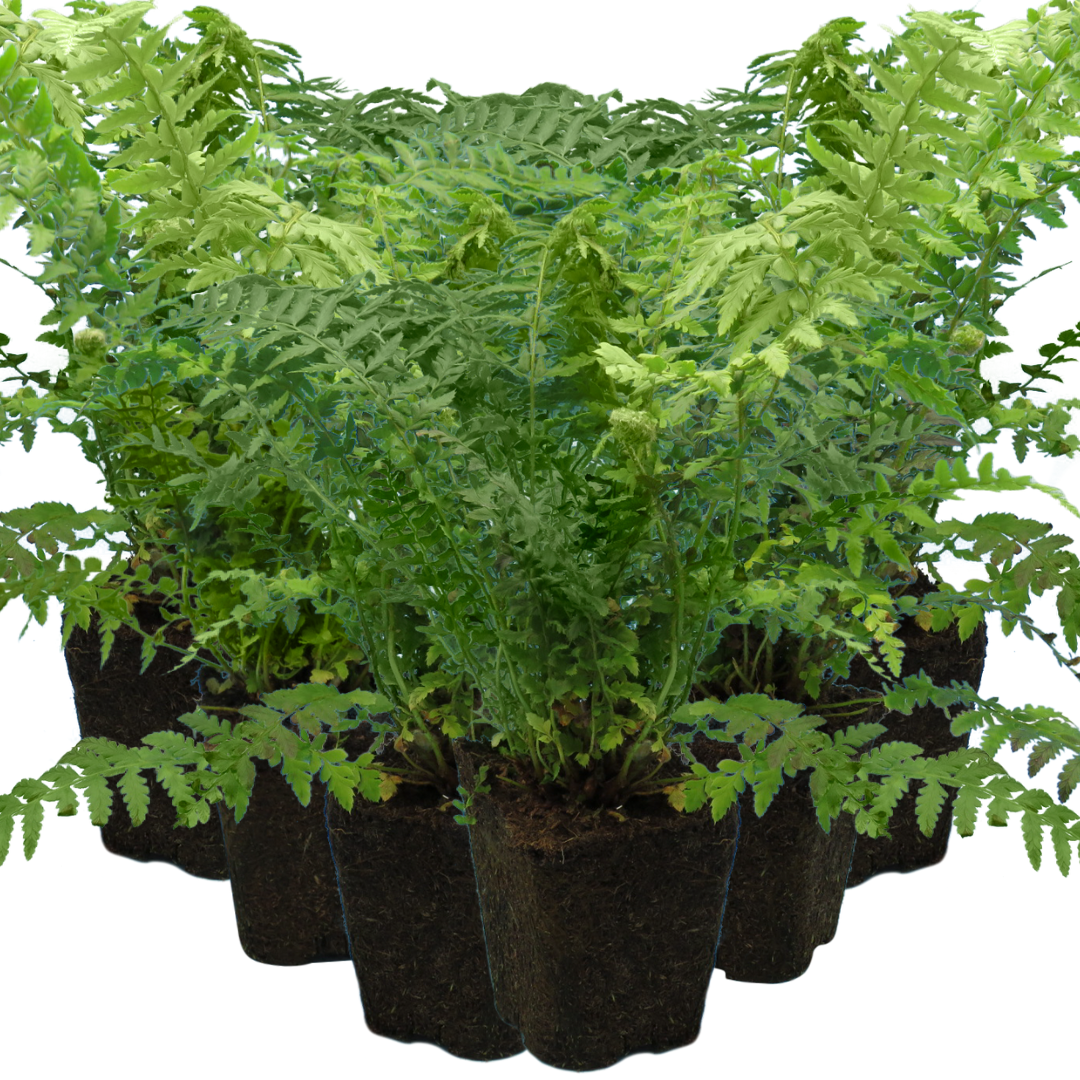 Dryopteris ‘Male Fern’ — Hardy Deciduous Fern, 1L Pot (Set of 3 or 6)