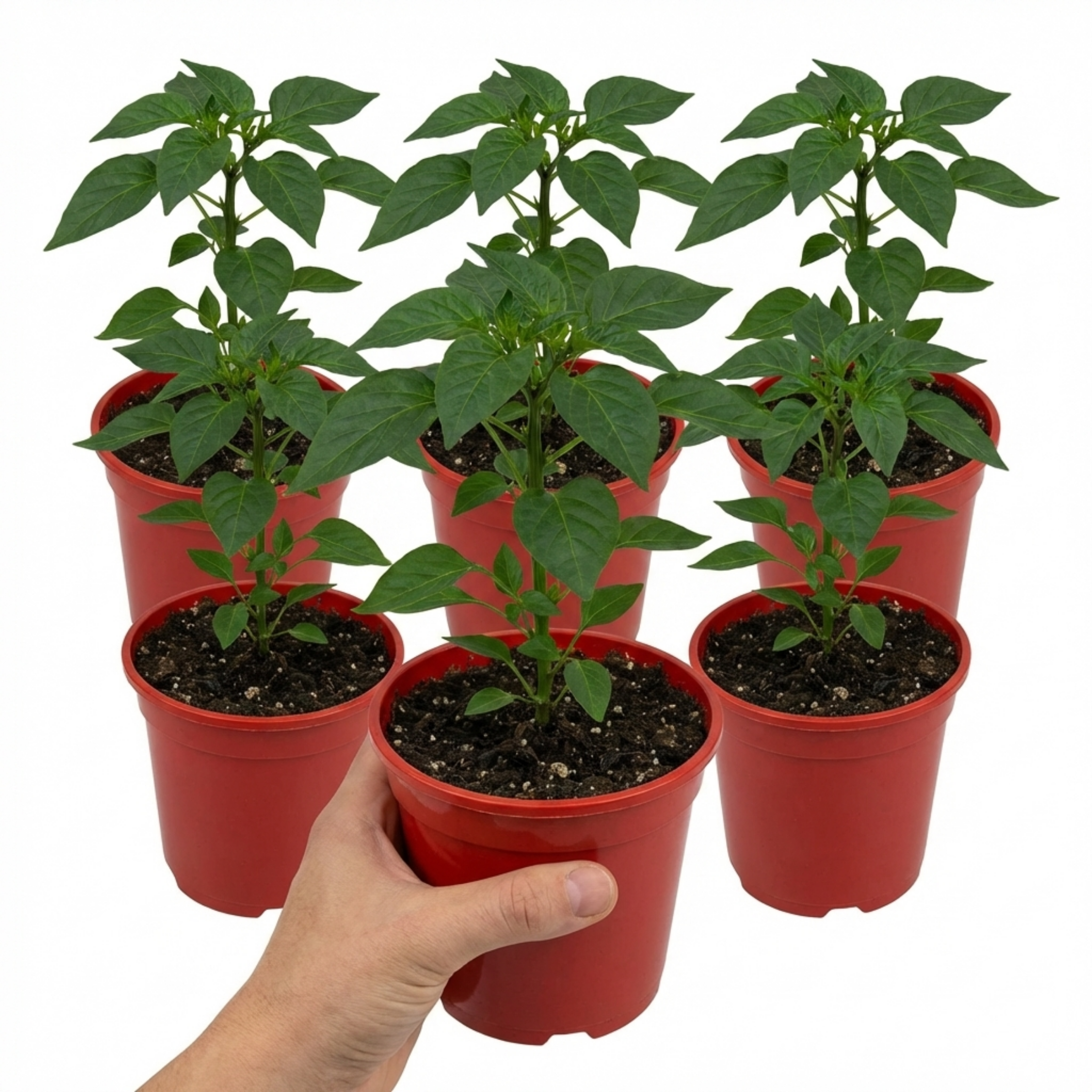 Sweet Pepper 'Astor' — Edible Annual, 10.5cm Pot (Set of 3 or 6)