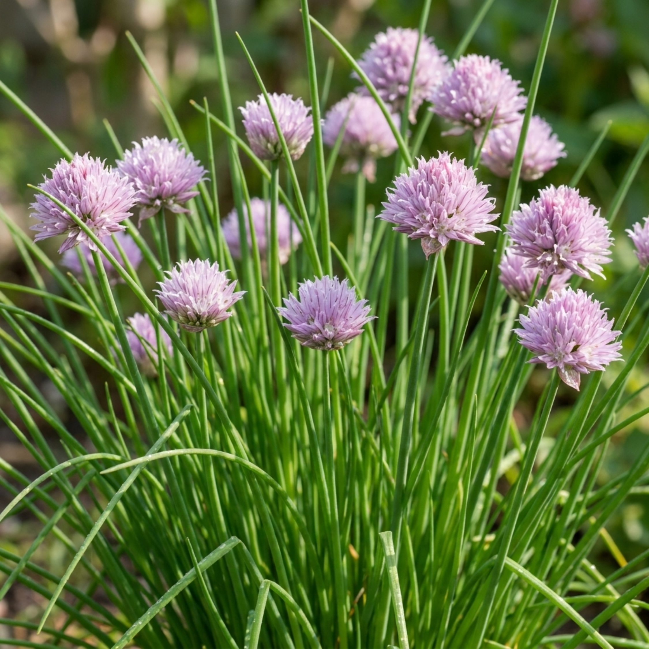 Chives — Hardy Perennial Herb, Bee-Friendly, 1L Pot (Set of 3 or 6)