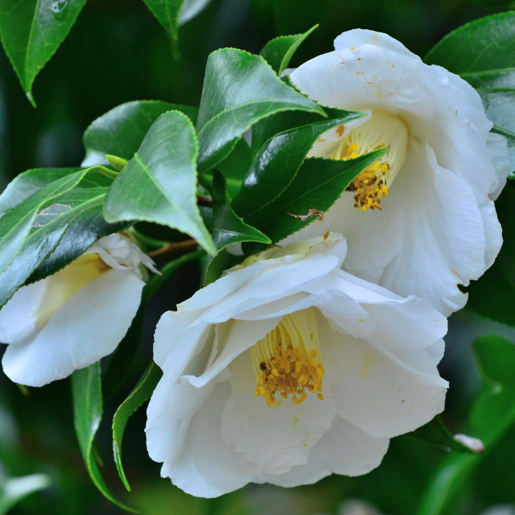 Camellia ‘White’ — Hardy Shrub, 3L Pot