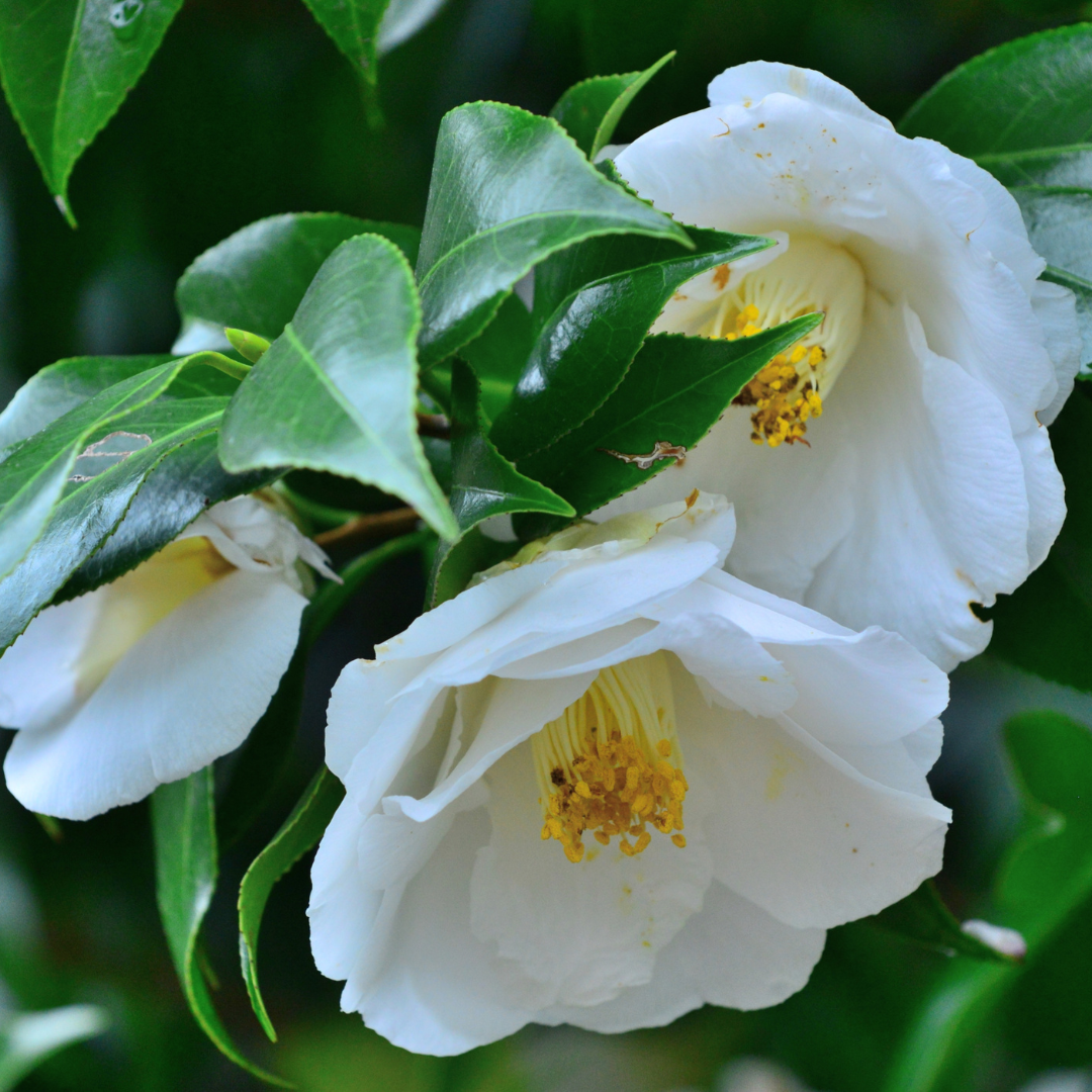 Camellia ‘White’ — Hardy Shrub, 3L Pot