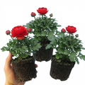 Ranunculus ‘Vortex Red’ — Tuberous Perennial, Bee-Friendly, 1L Pot (Set of 3 or 6)